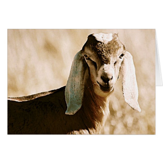 Nubien (Devant horizontal)