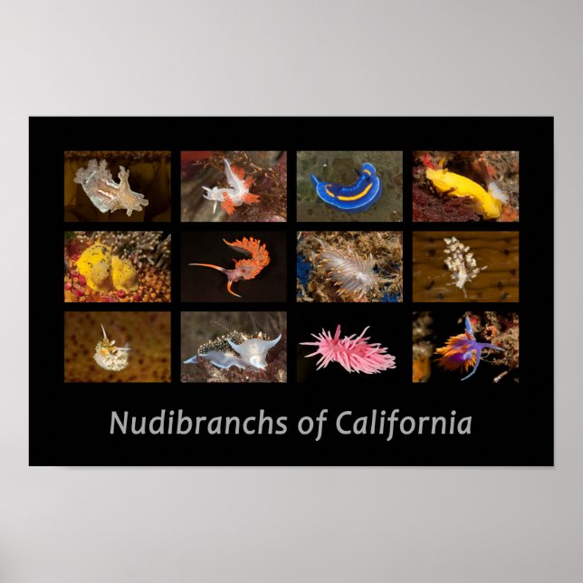 Nudibranchs in California Poster (Vorne)