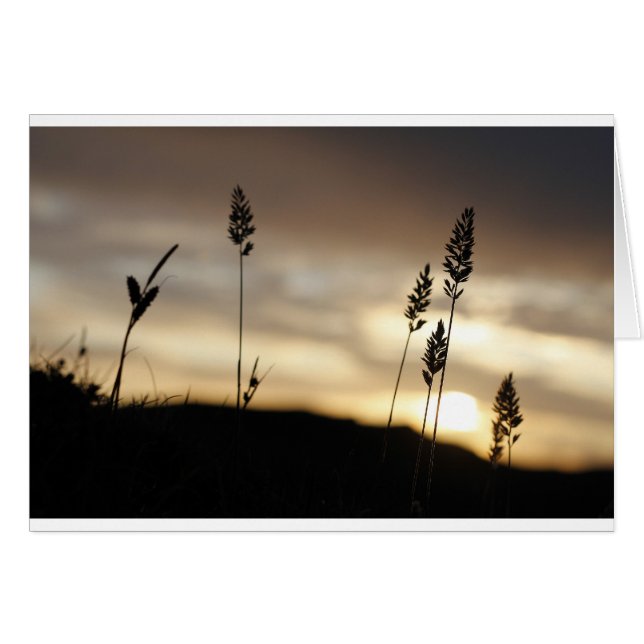 Nuits d'été (Devant horizontal)