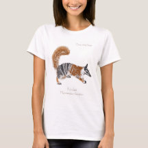 Numbat (Myrmecobius fasciatus)
