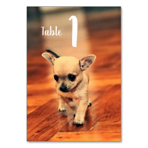 Numéro De Table Chihuahuas mignon Numéro de tableau photo