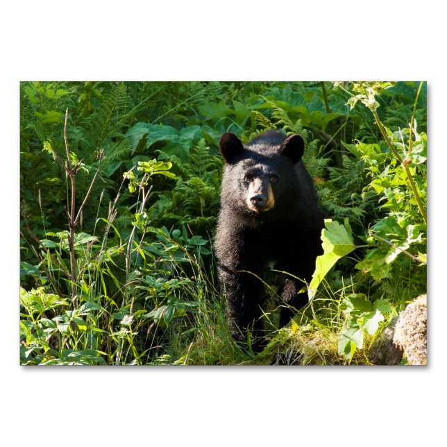Numéro De Table Curieux ours noir (Devant)