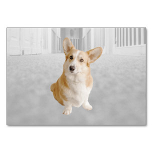 Numéro De Table Fiche signalétique de l'étiquette du chien ABA Tac