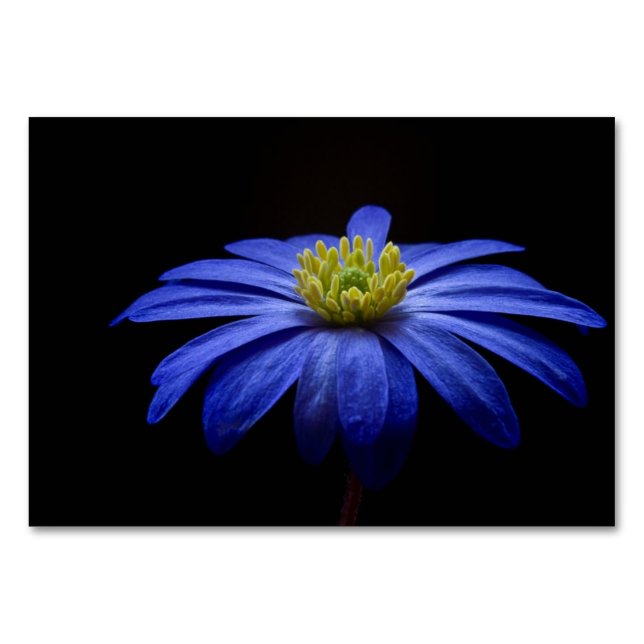 Numéro De Table Fleur Gerbera Blue Daisy sur un arrière - plan noi (Devant)