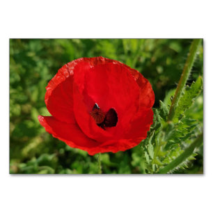 Numéro De Table Fleurs de pavot rouge fleurie nature fleurie jardi