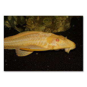 Numéro De Table Glyptoperichthys gibbiceps