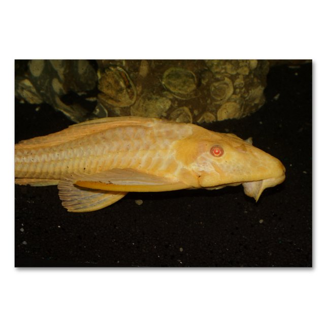 Numéro De Table Glyptoperichthys gibbiceps (Devant)