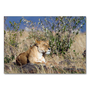 Numéro De Table Lioness resting