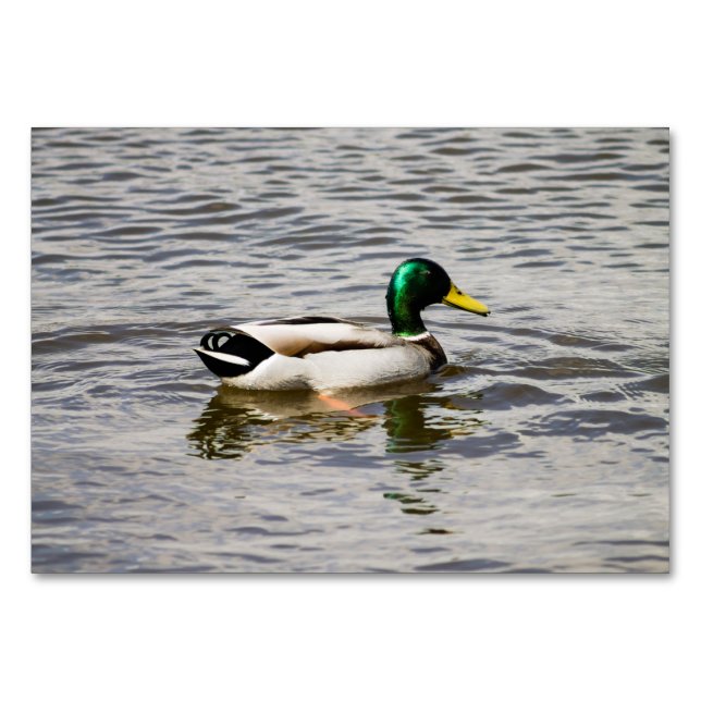 Numéro De Table Mallard Duck (Devant)