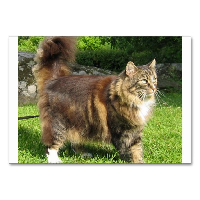 Numéro De Table norwegian forest cat full.png (Devant)