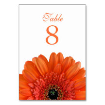 Orange Gerbera Daisy Mariage blanc