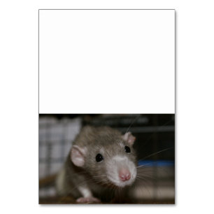 Numéro De Table Rat curieux