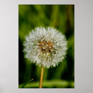 Nun, blasen Sie mir Poster