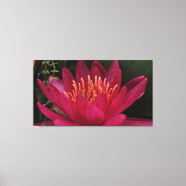 Nuphar Lutea Pink Wasserlilie Leinwanddruck