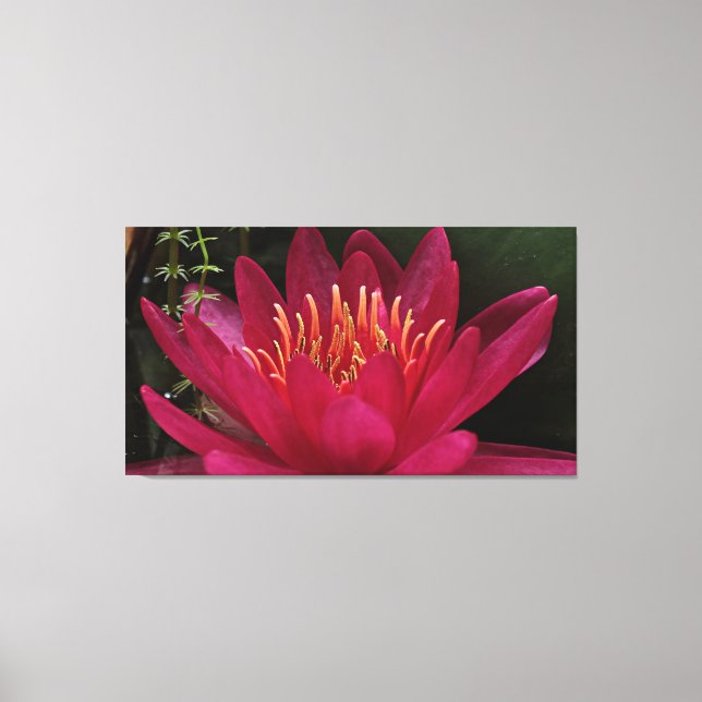 Nuphar Lutea Pink Wasserlilie Leinwanddruck (Vorderseite)