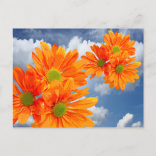 Nur 3 Gerbera Daisy Blüten + Ihr Text & Ideen Postkarte