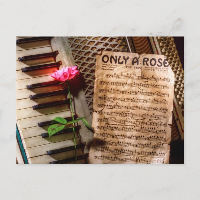 Nur eine Rose II Postkarte (Vorderseite)