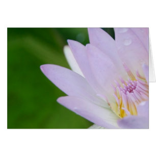 Nur für Sie/Lotus in Fotografie