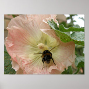 Nur gelandet! Biene auf einem rosa Hollyhock Print Poster