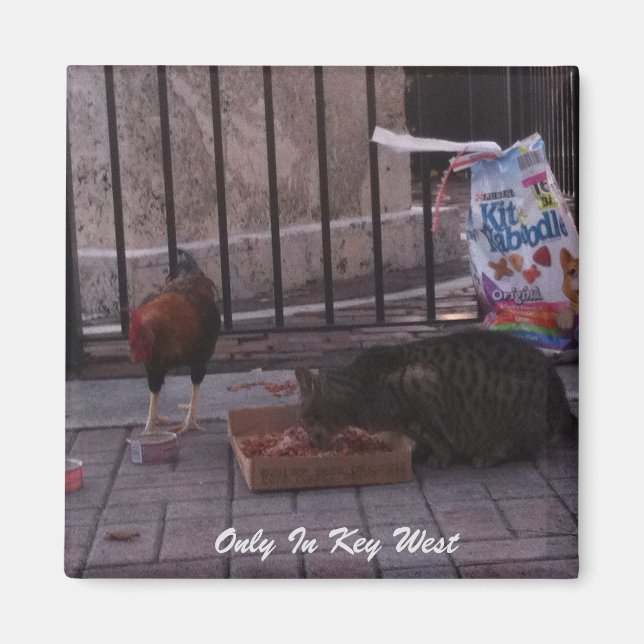 "Nur in Key West" Cat & Rooster Magnet (Vorne)