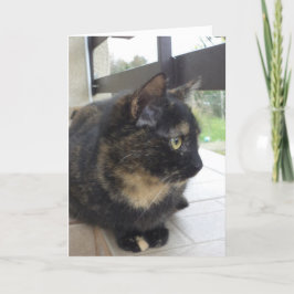 Nur Katzen und Kätzchen - leere Karte