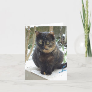 Nur Katzen und Kätzchen - leere Karte