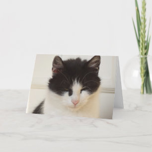 Nur Katzen und Kätzchen - leere Karte