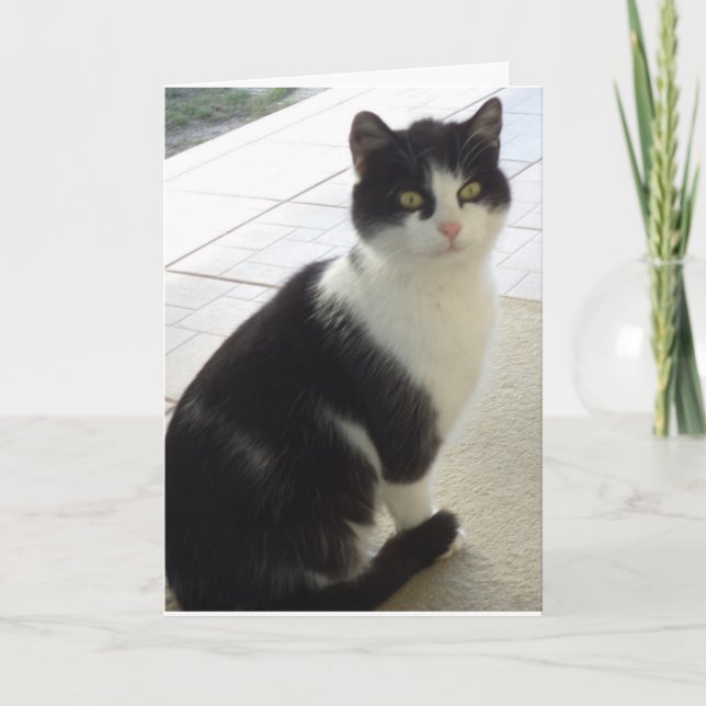 Nur Katzen und Kätzchen - leere Karte (Vorderseite)