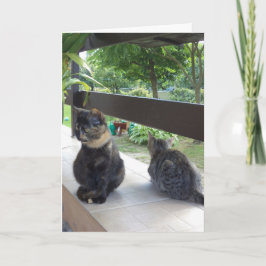 Nur Katzen und Kätzchen - leere Karte