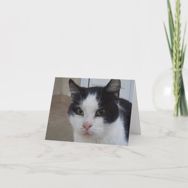 Nur Katzen und Kätzchen - leere Karte (Vorderseite)