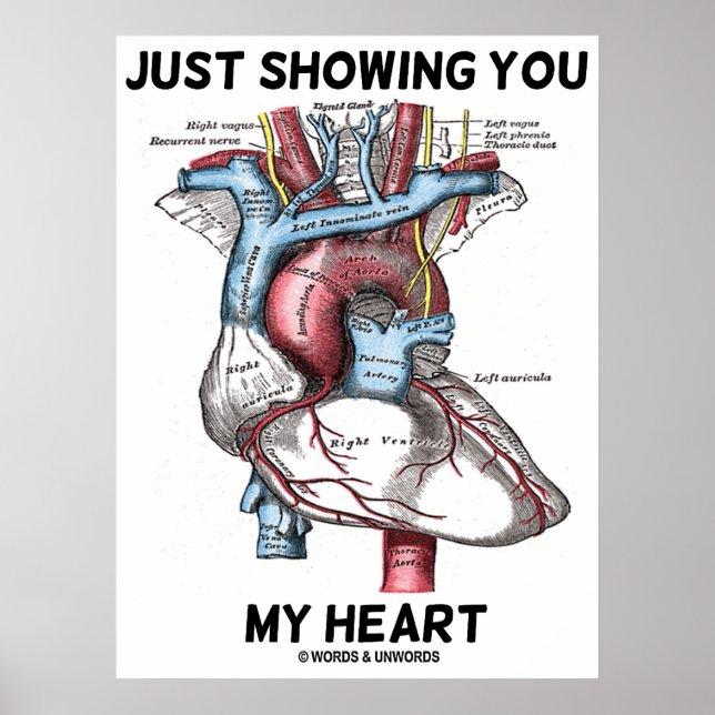 Nur mein Herz zeigen (Herzanatomie) Poster (Vorne)