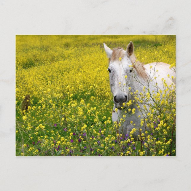Nur neugierig postkarte (Vorderseite)