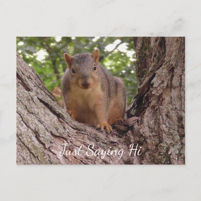 Nur Sprichwort Hi, Niedliches Eichhörnchen in Bäum Postkarte (Vorderseite)