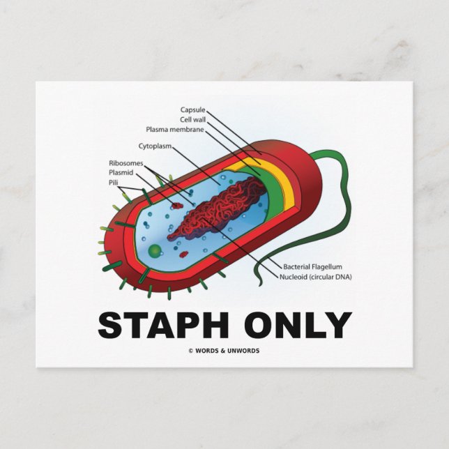 Nur Staph (Bacteria Health Medicine Spaß) Postkarte (Vorderseite)