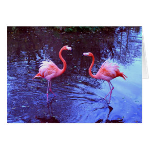 Nur zwei Flamingos