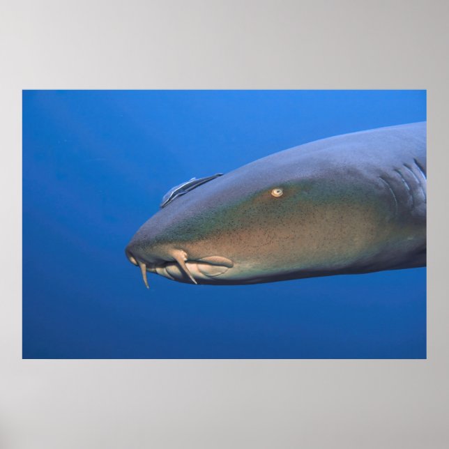 Nurse Shark mit Hitchhiker Poster (Vorne)