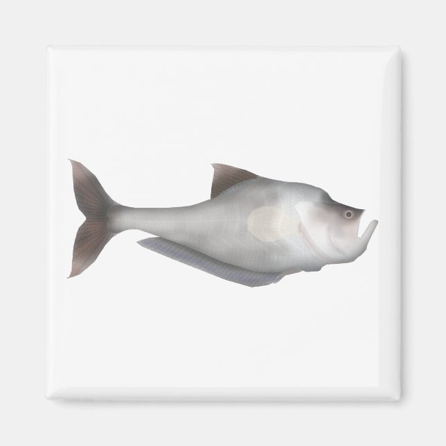 Nurseryfish Magnet (Vorne)
