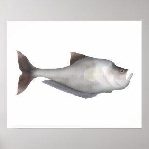 Nurseryfish Poster