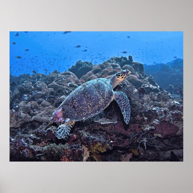 Nusa Lembongan Hawksbill Poster (Vorne)
