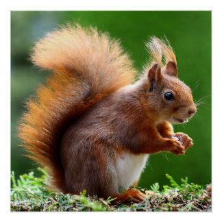 "Nüsse über die Natur: Whimsical Eichhörnchen Post Poster