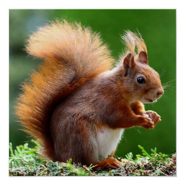 "Nüsse über die Natur: Whimsical Eichhörnchen Post Poster (Vorderseite)