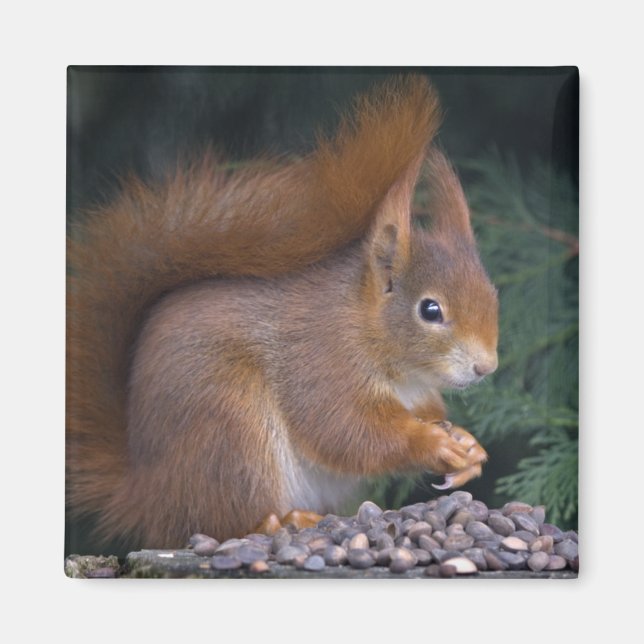 Nut Brunch Magnet (Vorne)