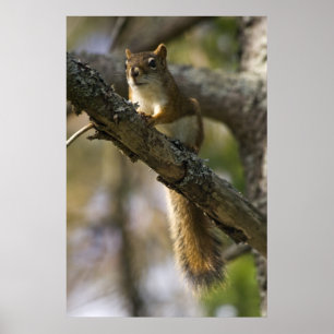 Nut Patrol Fine Art Print Poster