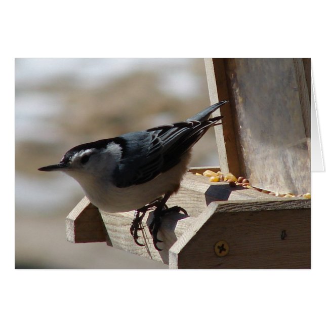Nuthatch (Vorderseite (Horizontal))