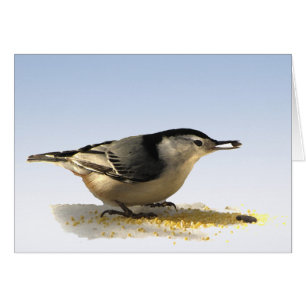 Nuthatch à poitrine blanche