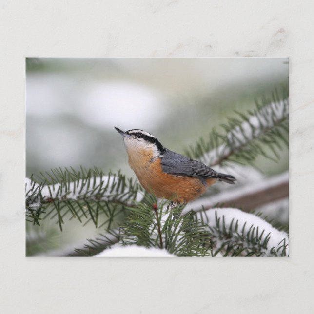 Nuthatch auf der Snowy Branch im Winter Postkarte (Vorderseite)