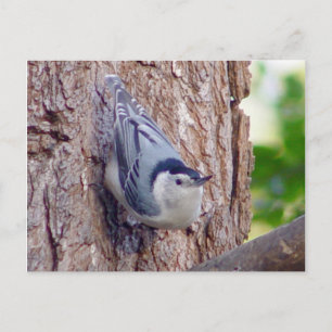 Nuthatch Bird Postcard Postkarte