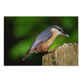 Nuthatch Foto Print