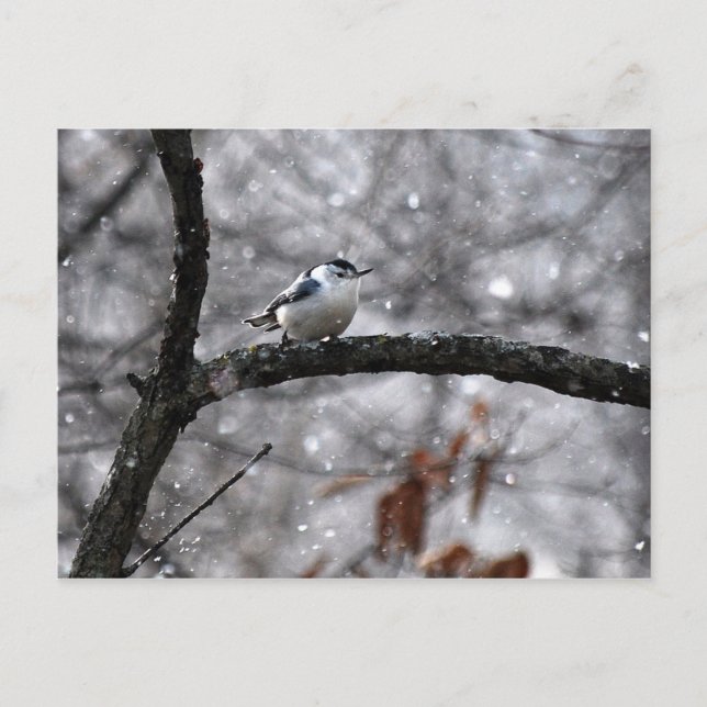 Nuthatch in der Schneekarte Postkarte (Vorderseite)
