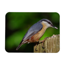Nuthatch-Kühlschrankmagnet